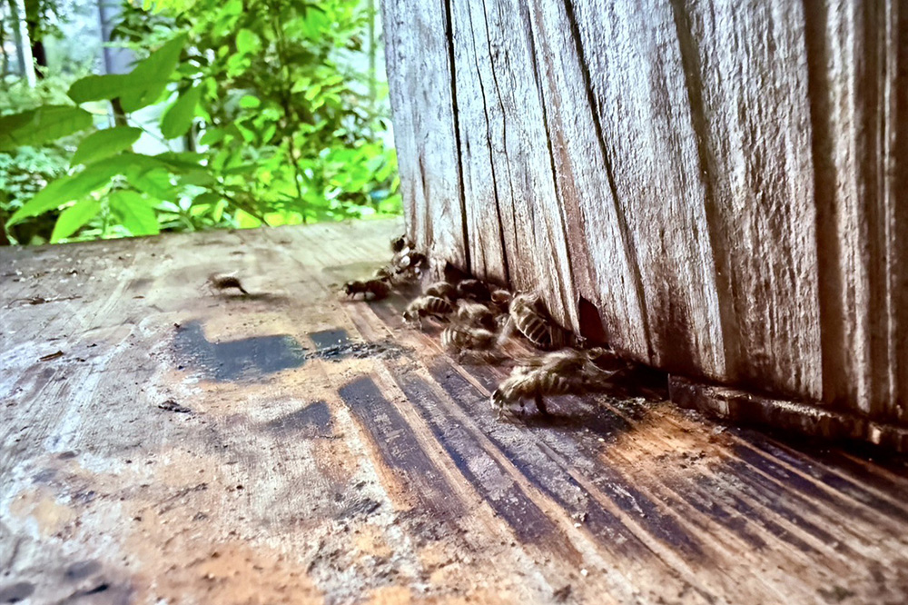 ニホンミツバチの巣